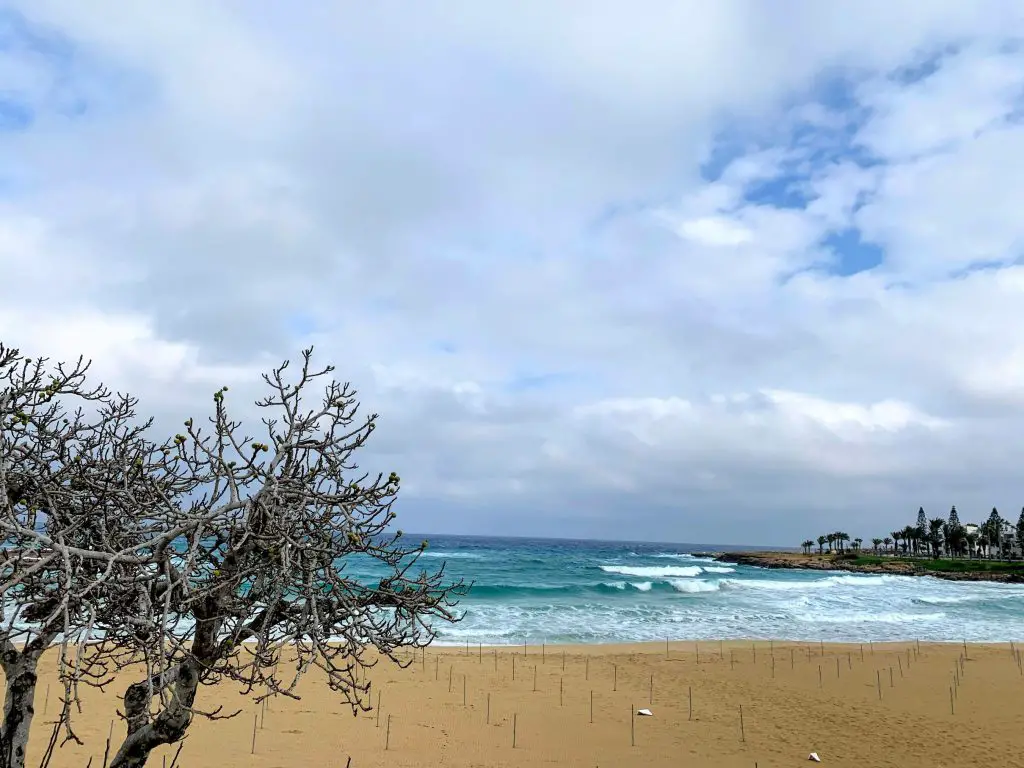 Fig tree bay_Cyprus